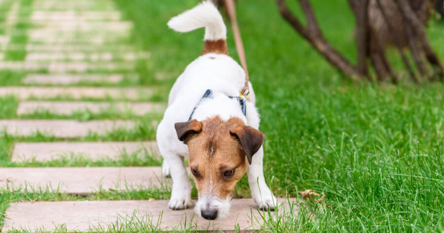 Blut Beim Hund Im Stuhl wamiz.de